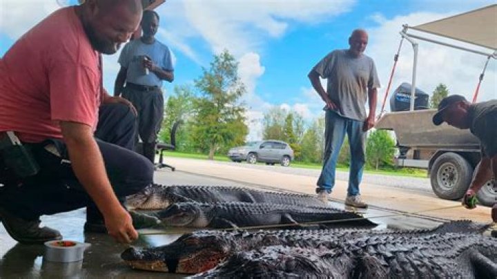 Unraveling The Mystique Of Louisiana Alligator Season